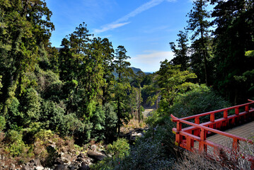 Obraz premium Lush Forest with Red Wooden Terrace