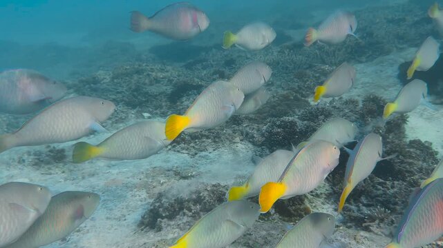 A school of Pacific Longnose Parrotfish (hipposcarus longiceps) swimming in a shallow clear blue tropical reef lagoon on the Great Barrier Reef, QLD, Australia.