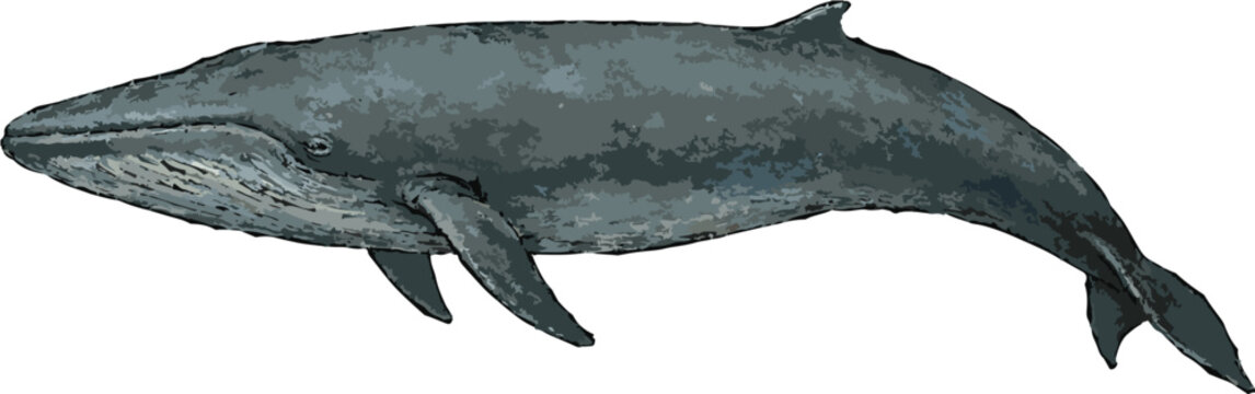 Balaenoptera musculus illustration