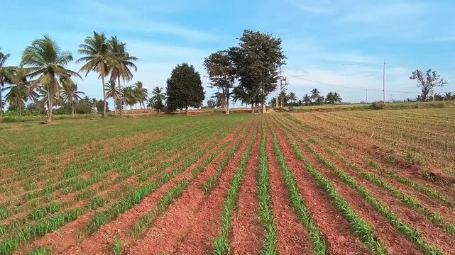 Ragi Farmland Exploration: Discover the vital role of ragi (finger millet) farming, a drought-resistant staple, by exploring the rich, sustainable landscapes where this resilient crop thrives.