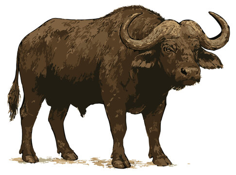 Syncerus caffer illustration