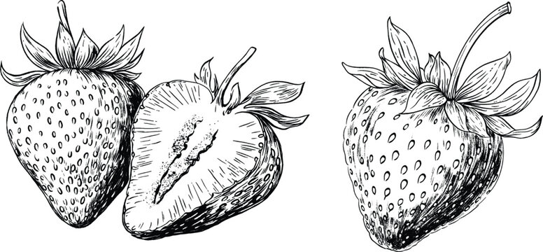 Hand-Drawn Strawberry Sketch Vector | Vintage Botanical Fruit Illustration, Engraving Style Berry Drawing for Labels & Design