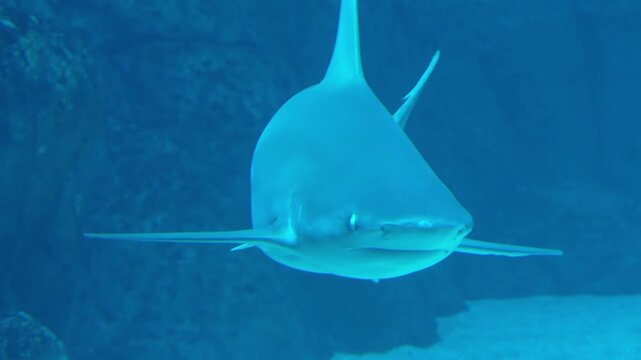 A striking look at Carcharhinus leucas also known as the bull shark a powerful marine predator recognized for its strength adaptability and presence in both coastal and freshwater environments