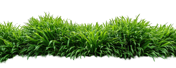 Dense, vibrant green grass clumps on a black backdrop