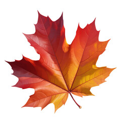 Obraz premium Vibrant Red and Orange Autumn Maple Leaf Isolated
