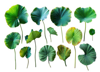 A Beautiful Collection of Varied Green Lotus Leaves Showcasing Their Unique Shapes and Vibrant Textures Against a Dark Background