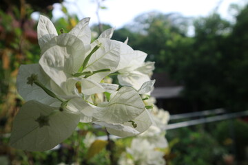 Delicate, papery white bougainvillea bracts stand out sharply against a softly blurred background...