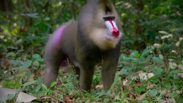 Colorful Mandrill Monkey Foraging in Dense Jungle