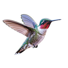 Obraz premium Colorful Ruby Throated Hummingbird in Flight Isolated