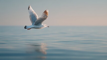 Isolated seagull gliding above calm water with a wide blue horizon