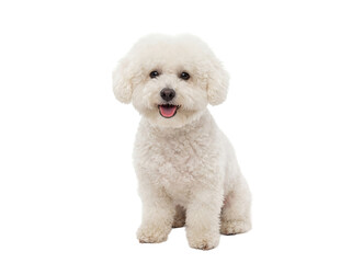Adorable Bichon Frise dog sitting isolated PNG, fluffy white puppy on transparent background for pet-related designs