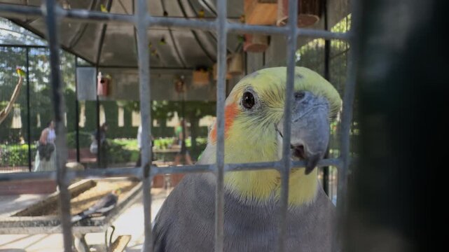 Cockatiel with Yellow Crest Stares Through Cage Bars