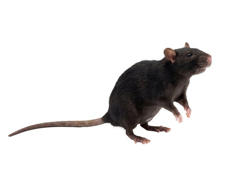 Dark brown rat PNG isolated on transparent background, rodent with long tail for design elements and animal-related projects