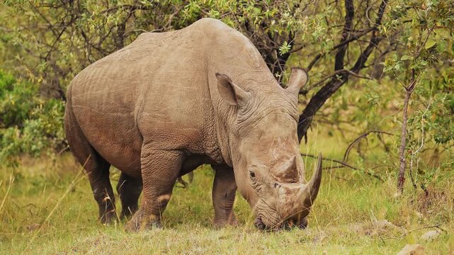 Massive White Rhinoceros Grazing in African Bushveld Habitat