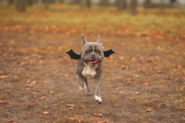 French bulldog running with a funny face in the field, tongue sticking out, wearing black wings