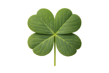 Fresh green four leaf clover top view isolated on transparent background PNG