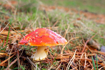 Close-up of a vibrant fly agaric or fly amanita mushroom (Amanita muscaria) in the forest ground
