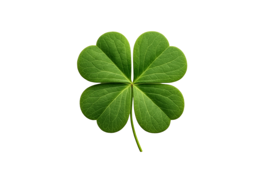 Fresh green four leaf clover top view isolated on transparent background PNG