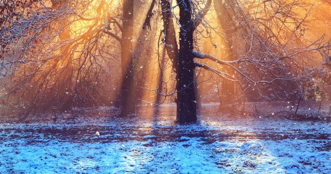 Snowflakes gently falling in slow motion in a atmospheric winter and autumn foggy forest scene. Ideal as a winter background or nature-themed visual for motion design and ambient video projects.