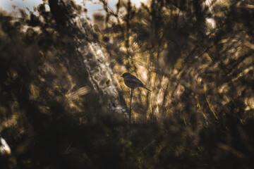pajaro