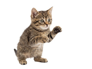 Adorable tabby kitten standing isolated on two legs PNG, cute pet with paws up ready to play or fight on transparent background