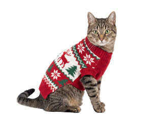 Tabby cat in Christmas sweater isolated PNG, festive pet wearing holiday apparel on transparent background for seasonal designs