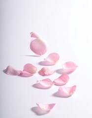 Delicate pink rose petals scattered on a pale background