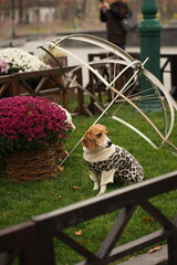 Beagle dog sitting on the green lawn in the park next to the umbrella and pink flowers, wearing leopard sweater looking away