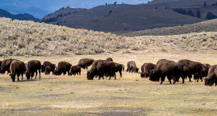 Yellowstone wild Bison Grazing on Open Grassland © Jacqueline