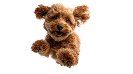 A Playful Brown Poodle Dog Joyfully Leaping Against  isolated on transparent background  Capturing the Spirit of Fun and Excitement in a Brightly Lit Environment