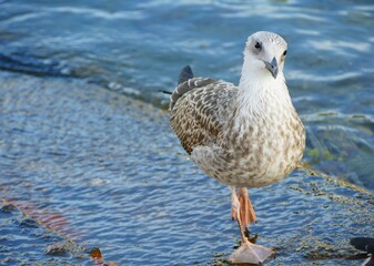 Portrait of seagull standing by the blue sea, waterbird background
