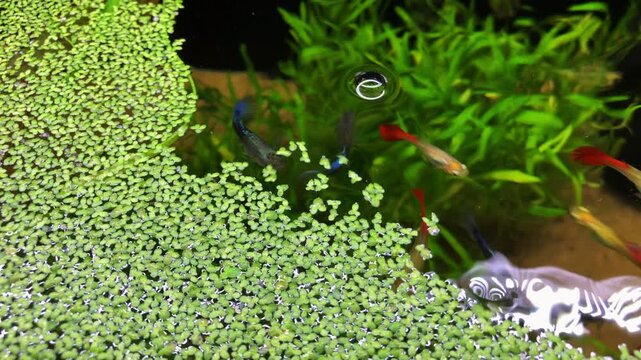 London, UK, November 23rd 2025:Looking into the top of an aquarium tank. with floating duck weed plants and mixed coloured guppy fish swimming near the surface. Static shot, 4K. Copy space.