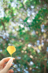 手に持ったイチョウの葉