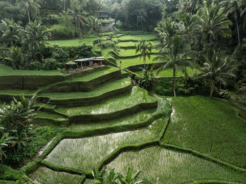 Aerial view of the verdant rice terraces cascade down the hillsides under the watchful gaze of palm trees, Jalan Raya Tegallalang, Bali, Indonesia.