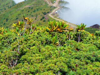 juniper and rhododendron bushes in the mountains in summer