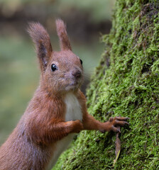 Red squirrel leaning on a tree