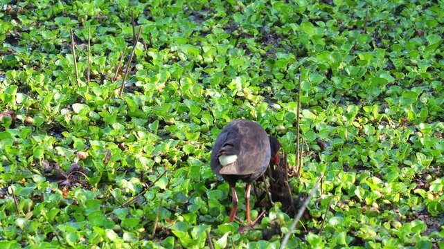 An Australasian Swamphen (Porphyrio melanotus) walking in the wetland filled with green aquatic plants, foraging for food in the habitat, flicking its tail, showing territorial behaviour.
