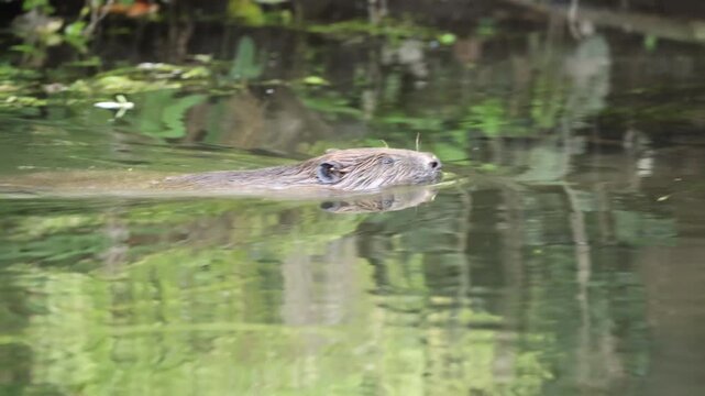 Beaver swimming in stream slow motion