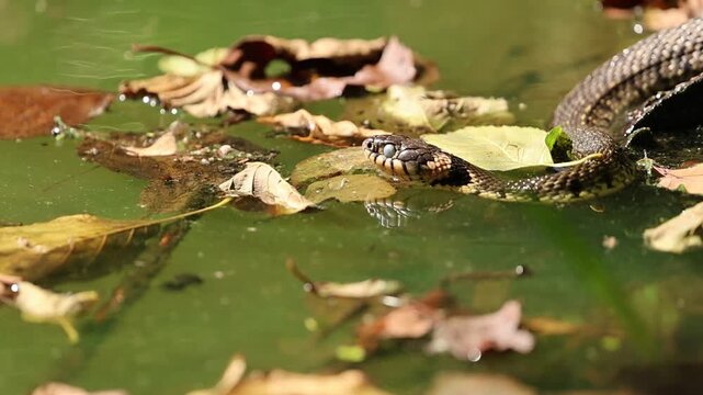 Grass snake flicking tongue in water slow motion