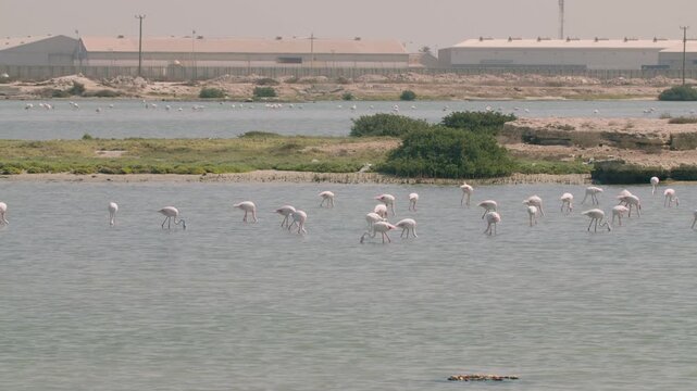 Flamingos in a conservation park