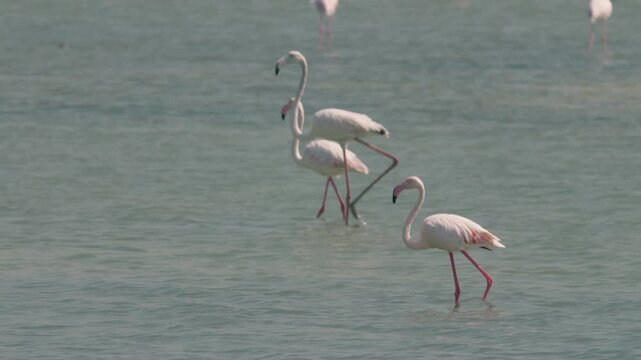 Flamingos in a conservation park