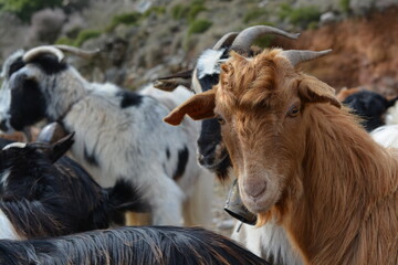 Free-roaming goats in a rocky quarry on Crete, Greece, with mixed coat colors and bells