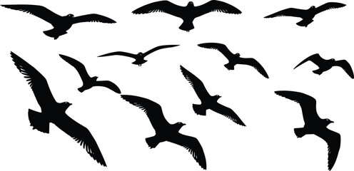 Silhouette vector illustration of flying seagulls in various wing positions, dynamic bird shapes, wildlife motion graphics for nature design and creative projects.