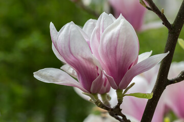 Kwitnąca magnolia w zbliżeniu – różowo białe płatki, wiosenny kwiat na gałęzi i delikatne rozmyte tło. © Henryk Guziak