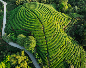 Beautiful tea crops terrace landscape in China
