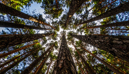 The trunks of beautiful pine trees, viewed from below, looked up among the dense thicket, sway in the wind, creating a sense of movement, wallpaper