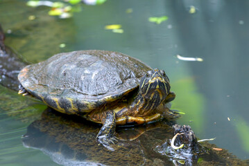 Obraz premium Pond Turtle swimming in the river , The tortoise lies on rock