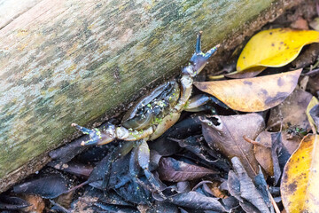furry marsh crab (Parasesarma catenatum) close up amphibious and native to South Africa 
