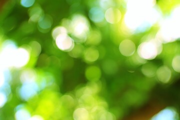 Lush green foliage dappled with sunlight creates a serene natural bokeh effect