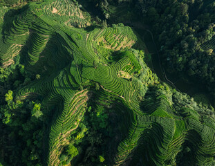 Beautiful tea crops terrace landscape in China